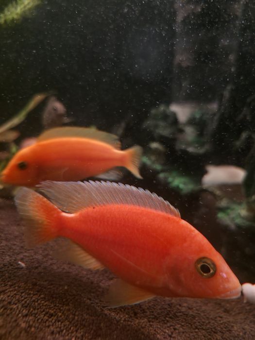 Продам рыбку, красный дракон