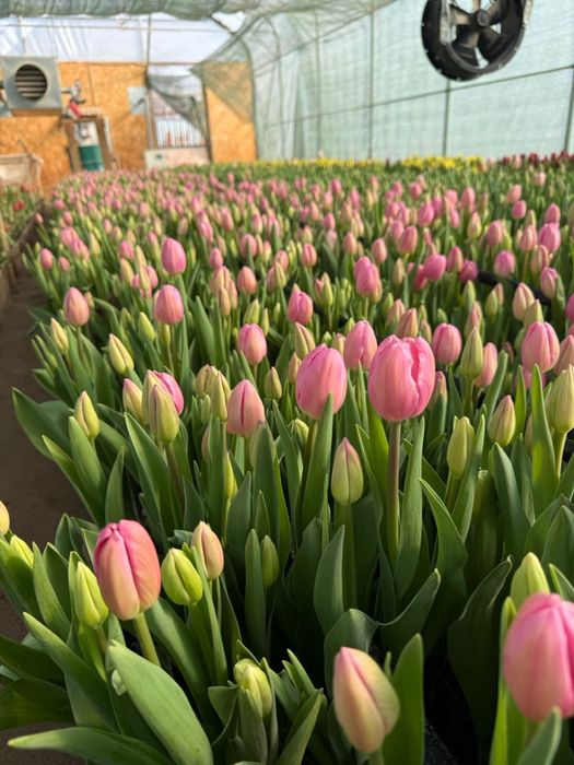 Свежие тюльпаны от 50см