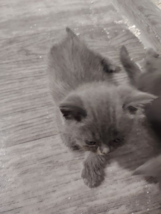 Британский кошка