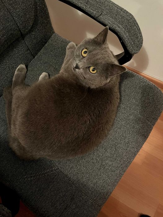 Кошка Британка ищет дом