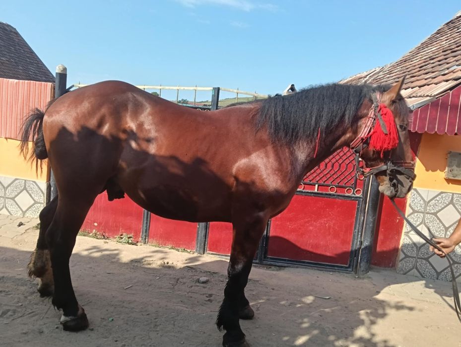 Vând cal bună  blând