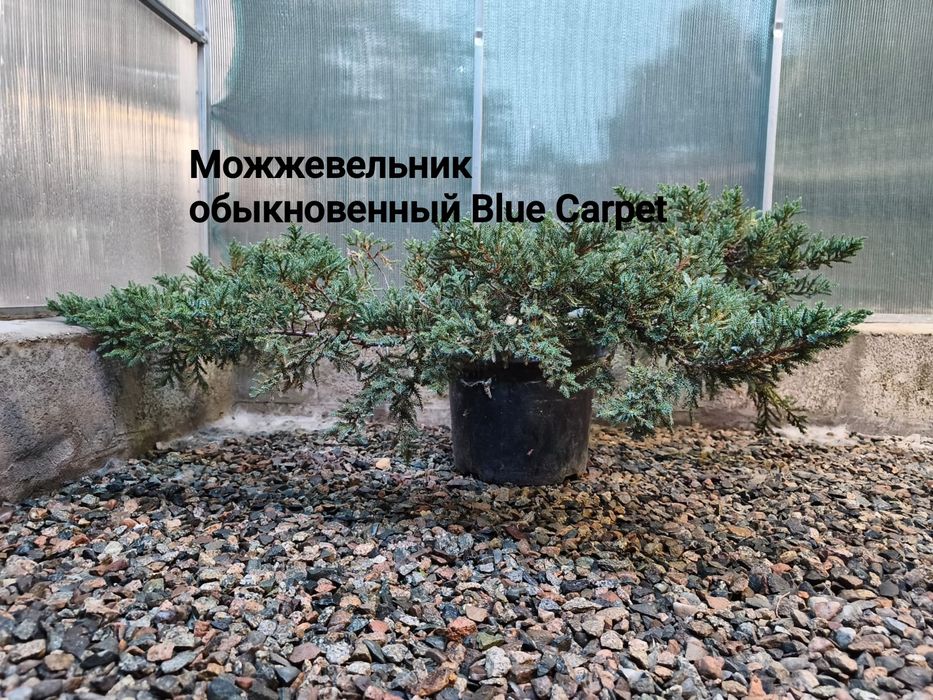 Продам можжевельники