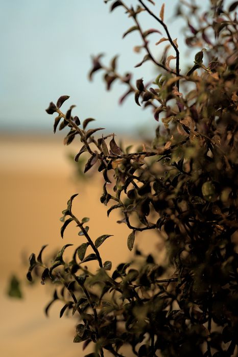 Продаём комнатные растения