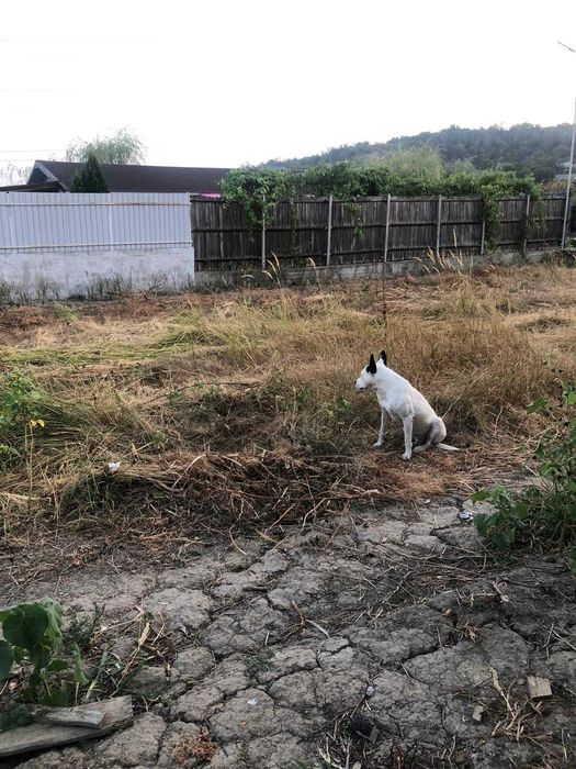 Catelusa Amstaff are nevoie urgenta de o famile