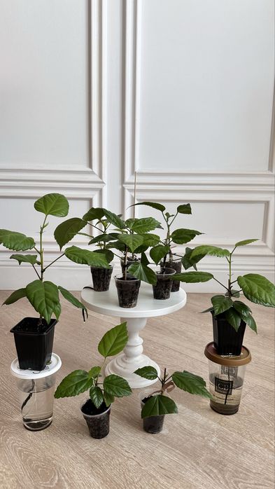 Махровый гибискус (китайская роза)