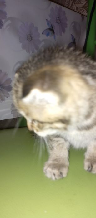 Породистые котята