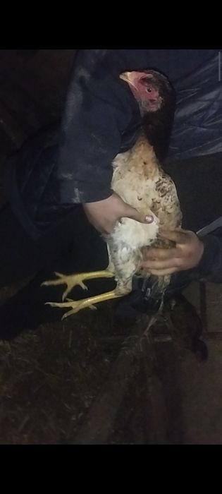 Дакан куры по 7-8 месяцев