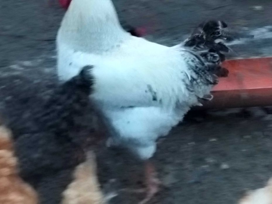 Vând cocosi rasa MONACO