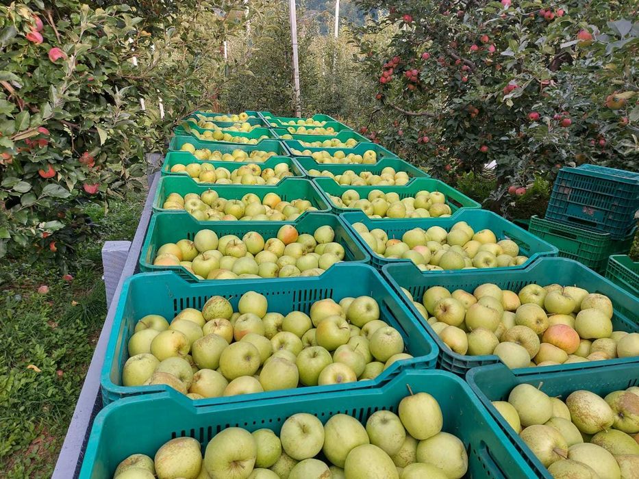 Mere Golden, Idared, Florina de vânzare