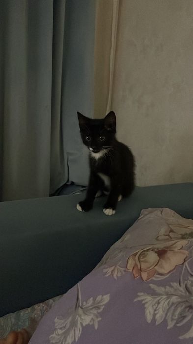 Котенок 2 месяца