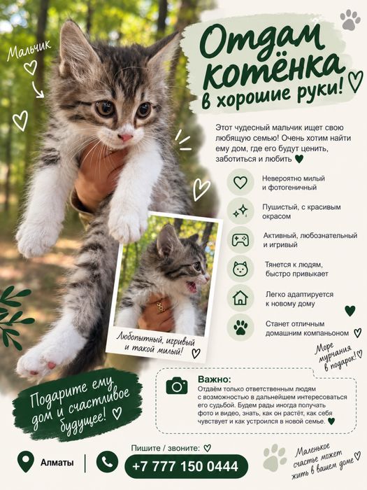 Котенок мальчик в добрые руки