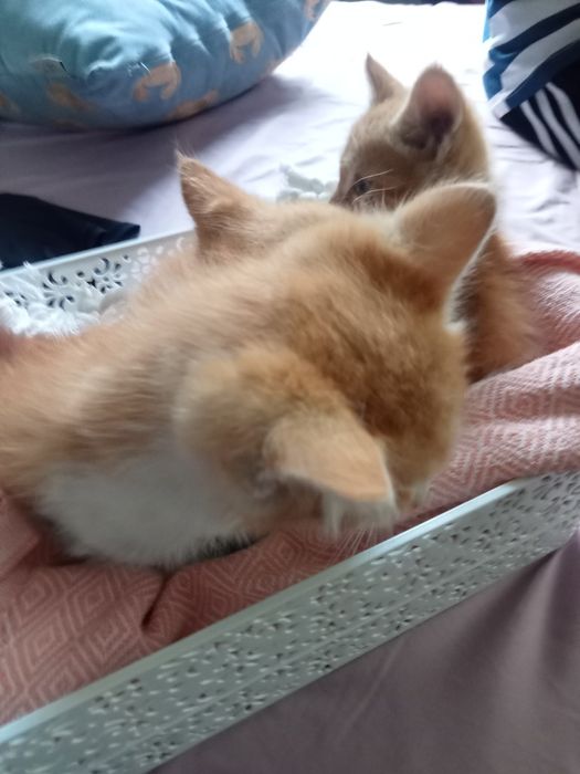Котята бесплатно