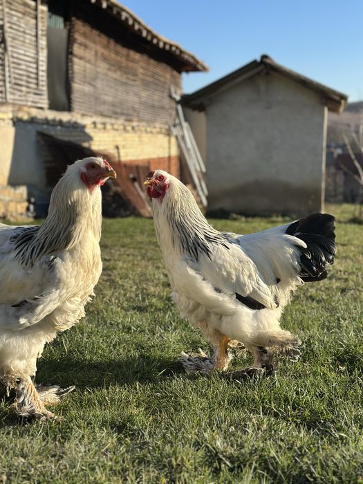 млади петли ( Колумбийска брама ) 3 броя