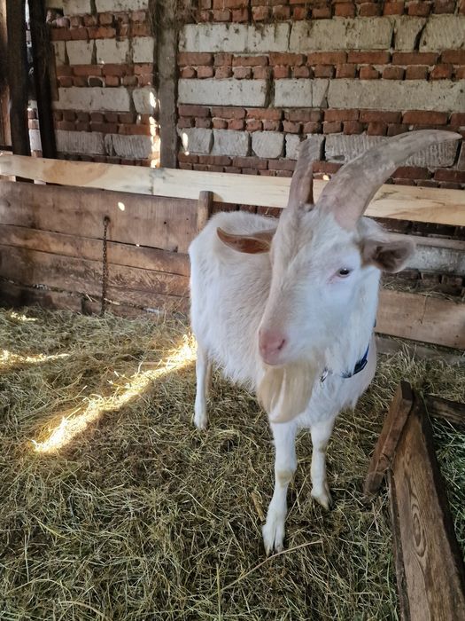 Vând/schimb țap saanen
