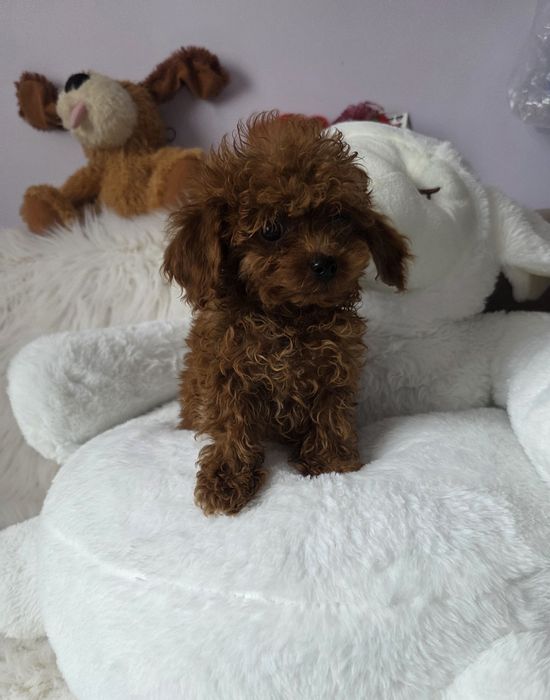 Пудел той с родословие/всички ваксини