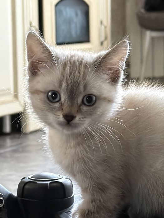 Отдам котят в хорошие руки