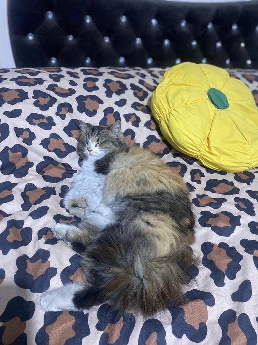 Сибирский  кошка