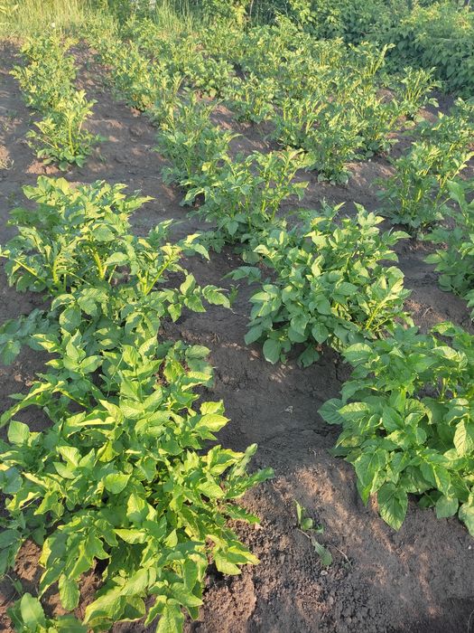 Продаю дачу в Михайловке, 12 соток