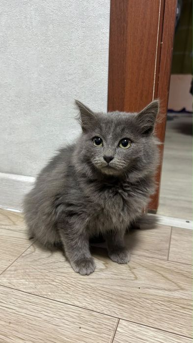 Отдам котенка в добрые руки