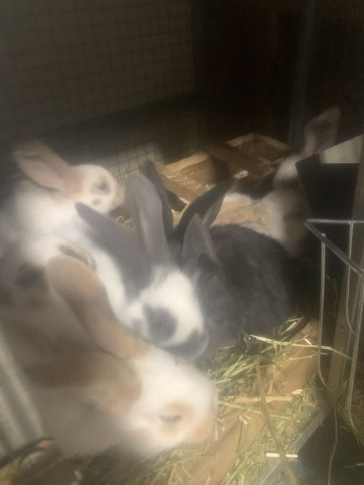 Налични зайци различни породи