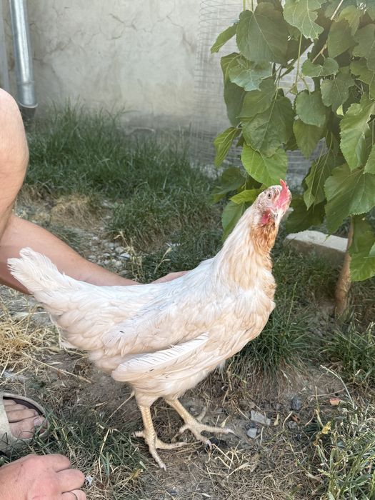 Молодые несушки Коралл