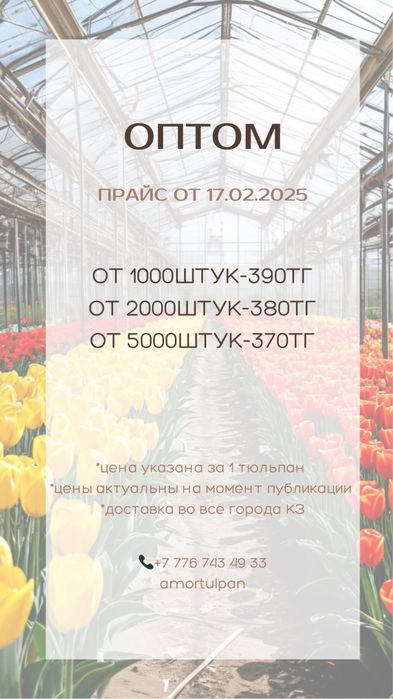 Тюльпаны Оптом.