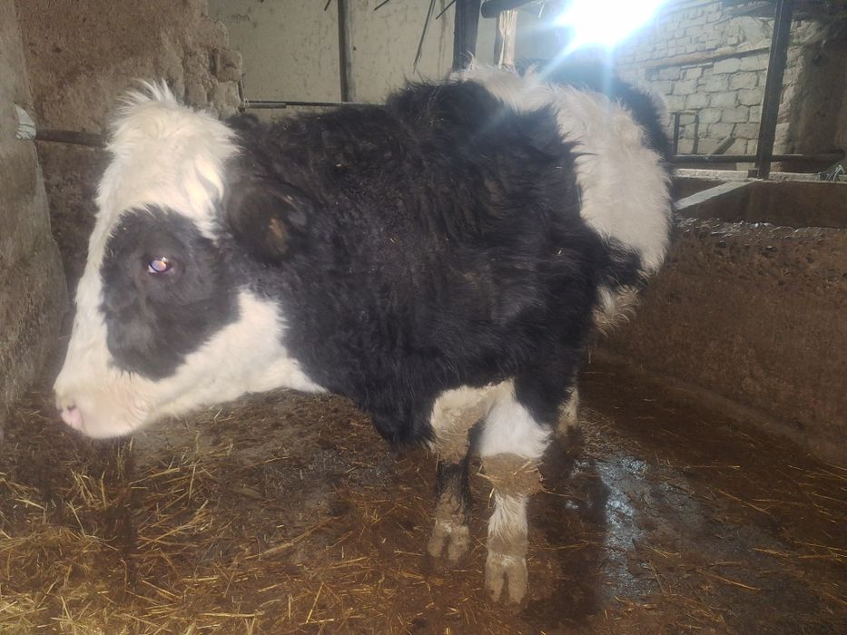 2 бас 1 жастан аскан бычоктар