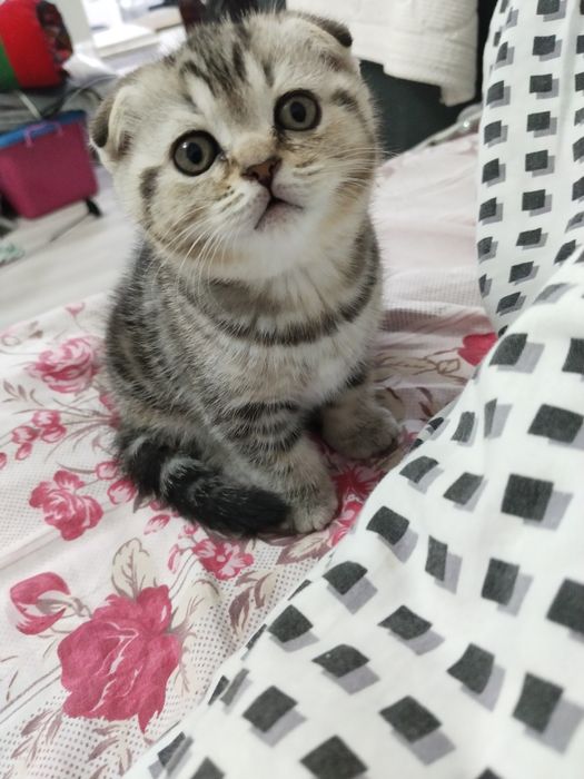 шотландские котята.  45000
