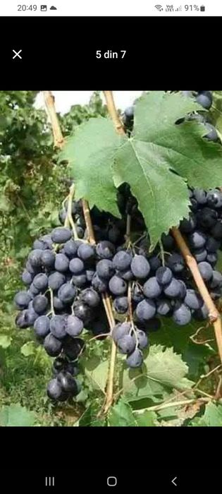 Producătoare de vânzare butasi