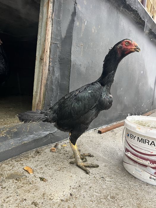 sotiladi namangan uychi