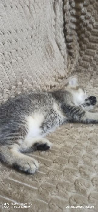 Продаются котята 2 месяца приучены к лотку.  Шиншилла
