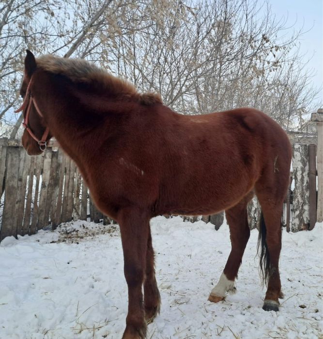 Продам коня обучен