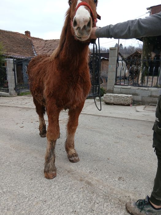 De vanzare manz de 8 luni