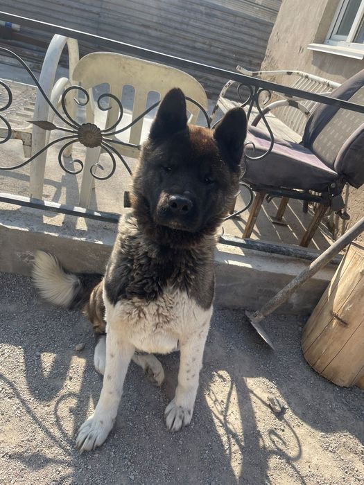 Акита девочка продам