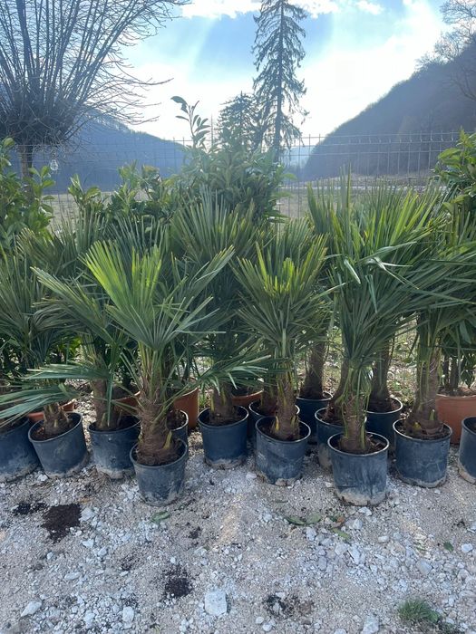 Plante ornamentale tuia leylandii smarald mesteacan