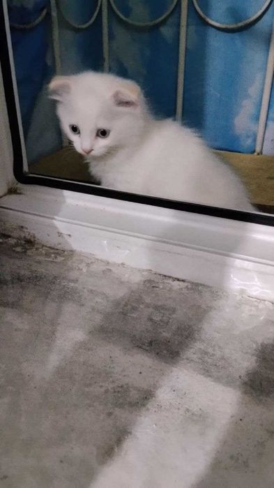 К продаже белый котенок вислоухий поинт