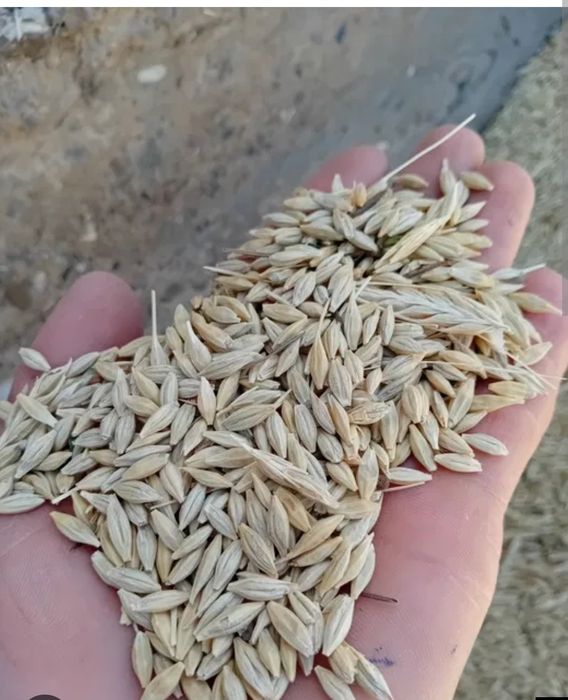 Арпа сотилади ўзимизи лалмикори