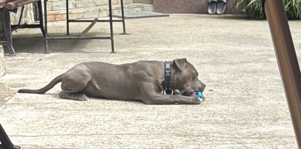 Ofer Amstaff mascul de 9 luni spre adoptie.
