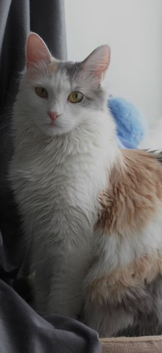 Отдадим кошку в хорошие руки