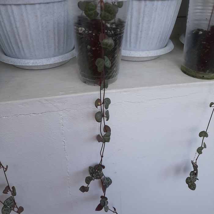 Церопегия Вуду.