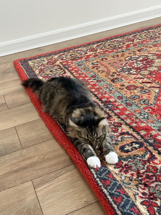 Отдам кошку в добрые руки