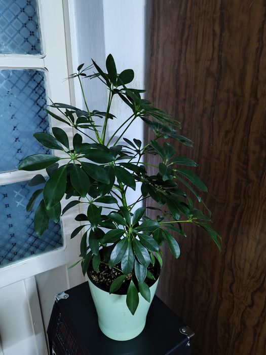 Продам домашние цветы