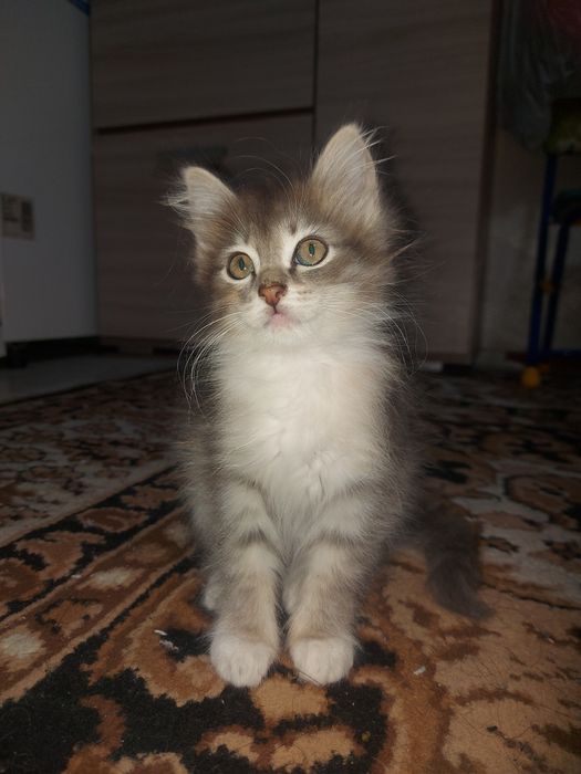 Отдам котят в хорошо руки