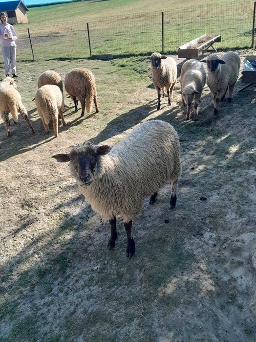 Vând cârlană de 1 an