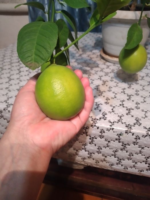 Укорененный черенок лимона