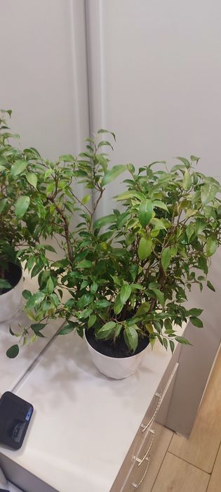 Фикус Бенжамина комнатный цветок