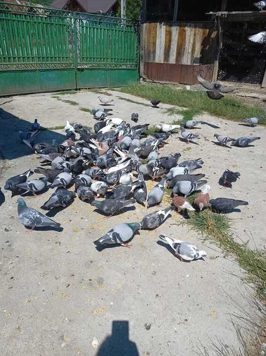 Vând porumbei voiajori