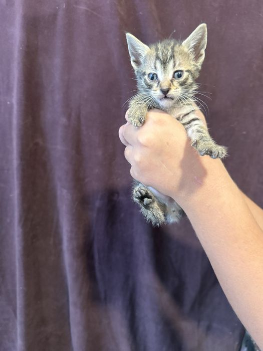 Подарявам малки котенца