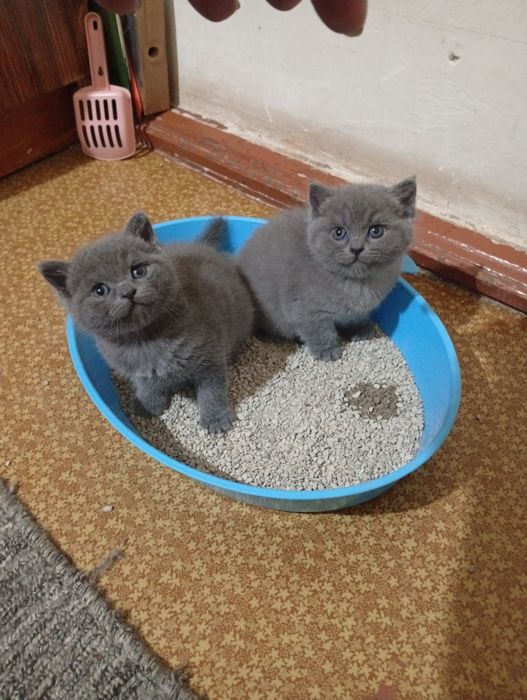 Продаются котята