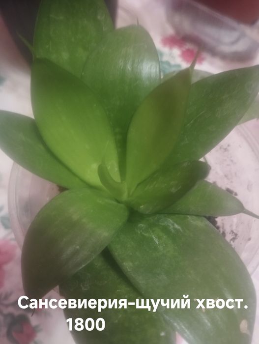 Продам комнатные растения Калатеи на